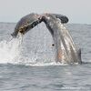 whalersqr